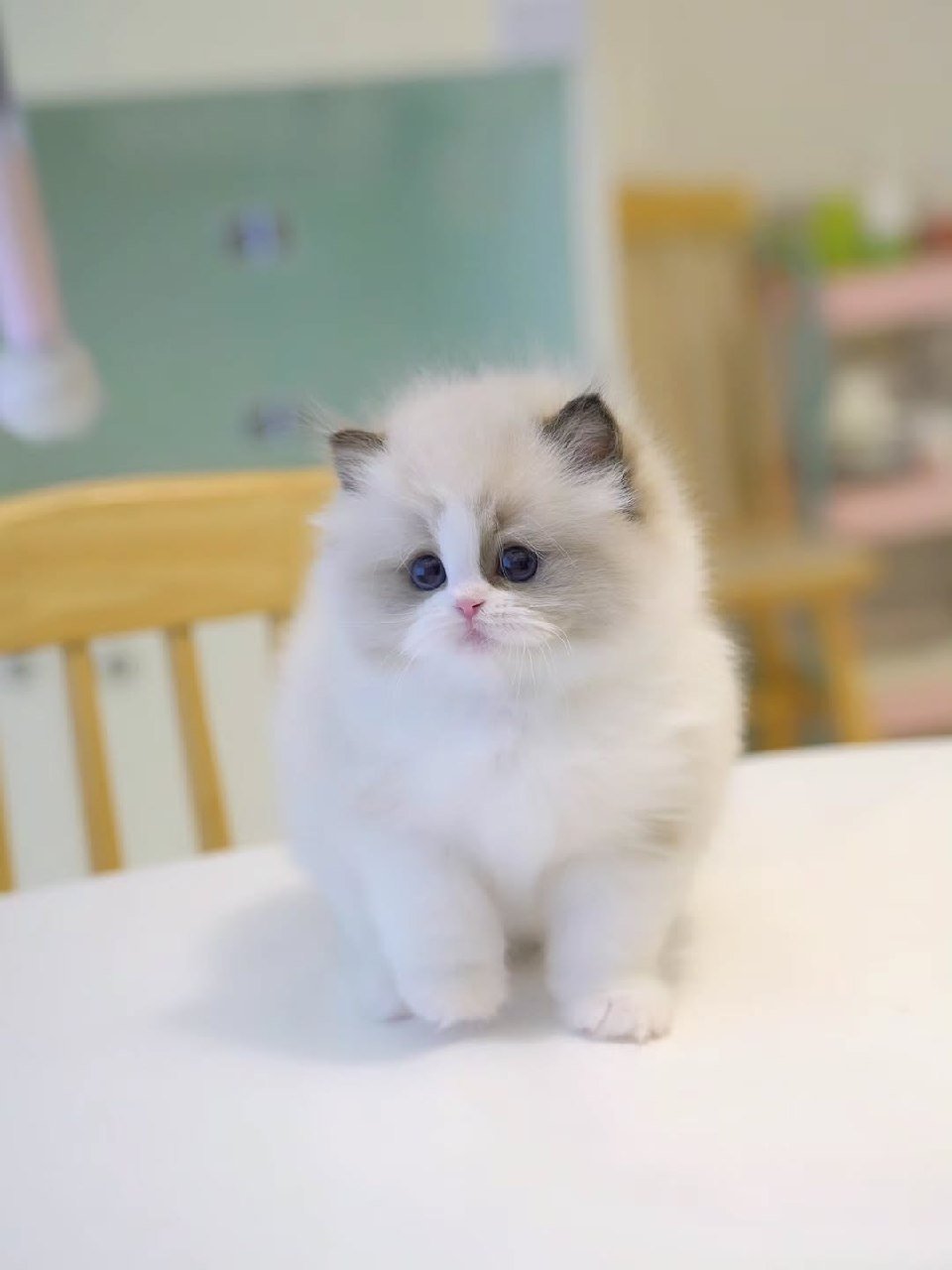 Cleo Munchkin kitten Galveston TX Cattery - Female Short-Legged Munchkin